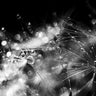 Art Print on canvas Dandelion Abstract II by Marshall Laura Abstract Post-Impressionism artwork
