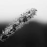 Art Print on canvas Seeds and Water II by Aledanda Floral Realism artwork