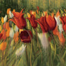 Art Print on canvas Tipsy Tulips by Novak Shirley Floral Abstract Expressionism artwork