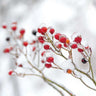 Winter Berries II nature canvas art print by Bradley Felicity featuring realistic winter berry branches on a textured canvas.