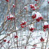 Winter berries nature canvas art print by Feeling at Home, featuring colorful berries on a winter landscape background.
