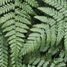 Lady Ferns II color canvas art print by Feeling at Home featuring vibrant fern illustrations on a nature-themed background.