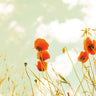 Art Print on canvas Poppies and Sky by Aledanda Floral Post-Impressionism artwork