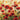 Feeling at Home floral canvas art print titled Sunny Spring Glee by Novak Shirley, featuring vibrant spring floral design.
