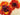 Perennial Intensity floral canvas art print by Novak Shirley, featuring vibrant flower designs on a textured canvas background.