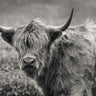 Art Print on canvas Highland Cow Spring Grazing by Larson Nathan Animals Post-Impressionism artwork