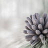Feeling at Home Pine Cone Begins Nature canvas art print by Larson Nathan, featuring a detailed pine cone illustration on textured canvas.