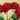 Feeling at Home floral canvas art print featuring vibrant red roses by Masera Angelo, showcasing detailed flower artwork.