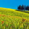 European canvas art print by Krahmer Frank featuring a scenic cypress and cornfield in Tuscany, Italy, with vibrant natural colors.