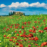 European canvas art print of a Tuscan farmhouse with cypresses and poppies by Krahmer Frank, suitable for home decor.