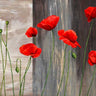 Feeling at Home country poppies floral canvas art print by Thomlinson Jenny showcasing vibrant poppy flowers on canvas.