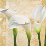 Neutral floral canvas art print featuring elegant callas on gold background by Thomlinson Jenny, from Feeling at Home.