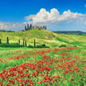Tuscany landscape canvas art print by Feeling at Home featuring farmhouse, cypresses, and poppies in Val d'Orcia by Krahmer Frank
