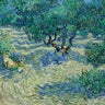 Art Print on canvas Olive Orchard by Van Gogh Vincent Landscape Post-Impressionism artwork
