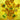 Art Print on canvas Zonnebloemen by Van Gogh Vincent Landscape Post-Impressionism artwork