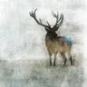 Silent stag animals canvas art print by Roko Ken featuring a detailed depiction of a stag in a natural setting.
