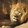 Canvas Art Print Tribal Lion Nature subject by Kamdon Kreations Fine Art Print quality 
