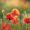 Canvas Art Print Poppy Field III Floral subject by Kamdon Kreations Fine Art Print quality 