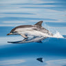 Canvas Art Print Striped Dolphin Photography subject by Gao Danny Fine Art Print quality 