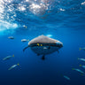 Whale shark and school of bonito fish depicted in a Gavra Assaf art print on canvas, showcasing vibrant marine life.