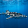 Canvas Art Print Whale Shark In The Blue Photography subject by Bogaerts Sus Fine Art Print quality 