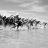 Canvas Art Print Go! run into sea Coastal subject by Meikle de Vlas Petra Fine Art Print quality 