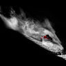 Canvas Art Print Caught In The Sin Photography subject by Tesching Klaus Fine Art Print quality 