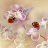 Canvas Art Print Ladybirds and hydrangea Photography subject by Choudhary Poonam Fine Art Print quality 