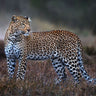 Canvas Art Print Leopard On The Prowl Photography subject by Peeters Bart Fine Art Print quality 