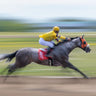 Feeling at Home horse racing photography canvas art print featuring dynamic racehorse action and vibrant colors.
