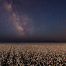 Canvas Art Print Night In A Cotton Field Landscape subject by Lu Alex Fine Art Print quality 