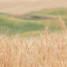Canvas Art Print Farmland Landscape subject by Fromstein Ruth Fine Art Print quality 