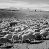 Flock in Owens Valley National Parks photography canvas art print by Forlani Paolo, featuring a flock of birds in a scenic landscape.