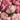 Canvas Art Print Pink Petals Still-Life subject by Clement Diane Fine Art Print quality 